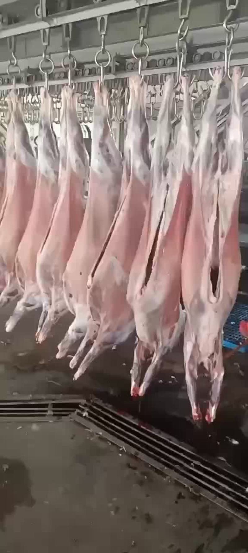 带皮羊酮体，量大从优，价格美丽，欢迎合作