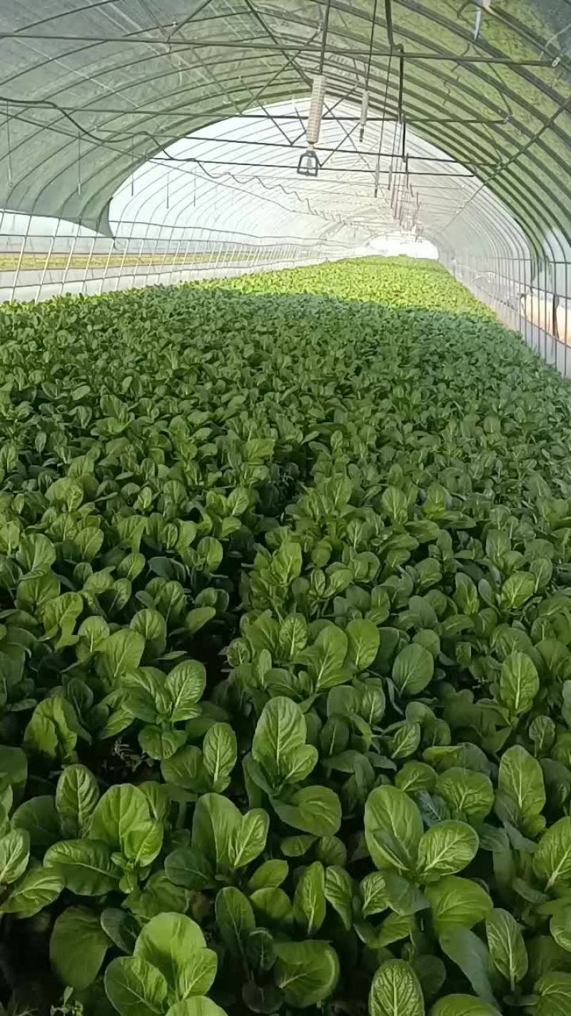 广东菜心，菜苔