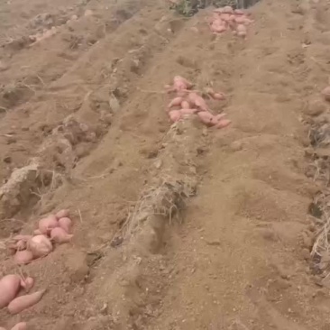 红薯