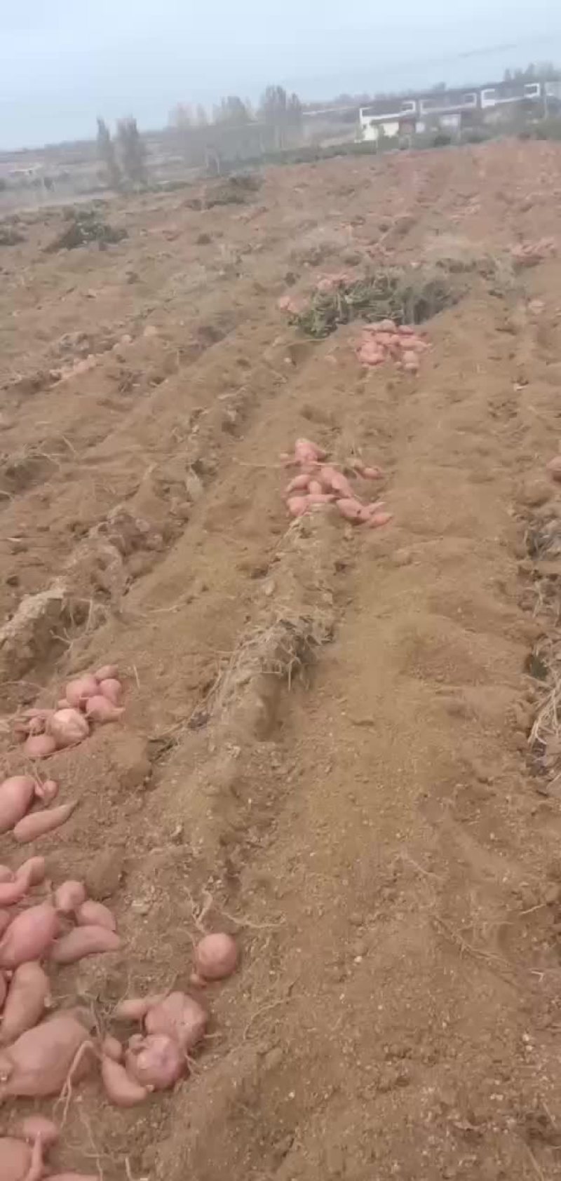 红薯