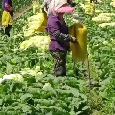 黄心娃娃菜大量上市