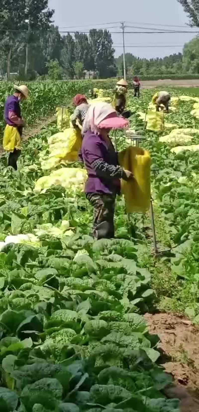 黄心娃娃菜大量上市