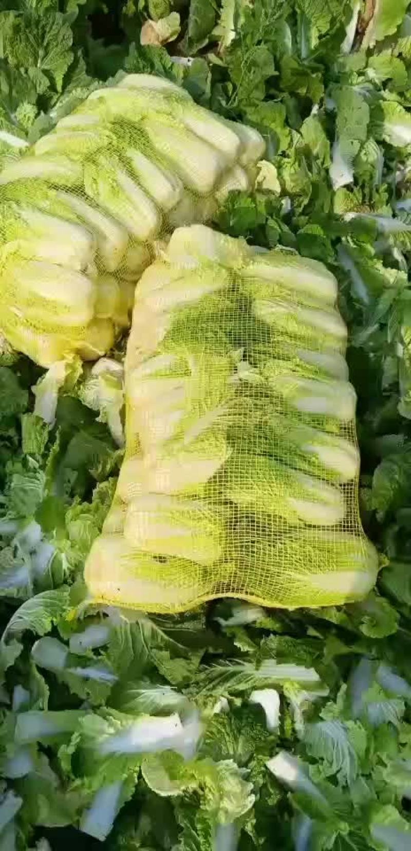 黄心娃娃菜大量上市