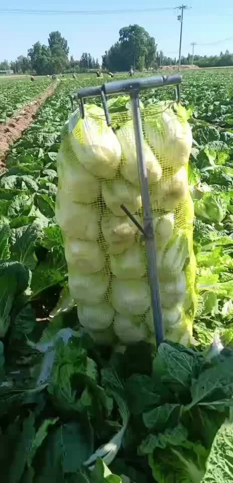 黄心娃娃菜大量上市