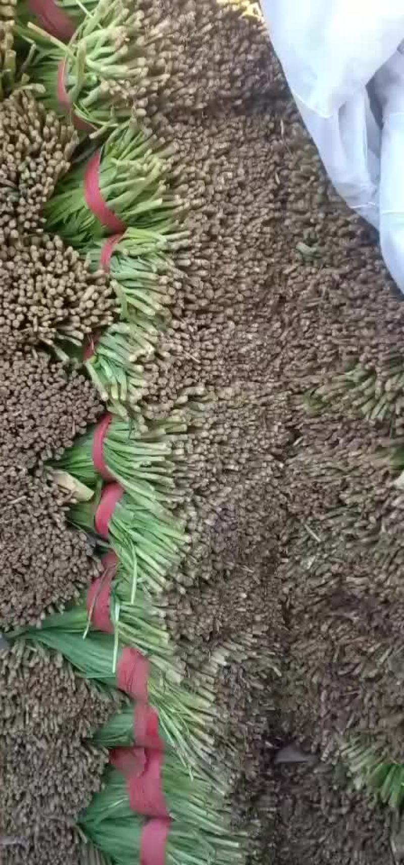 唐山乐亭，韭菜大量上市