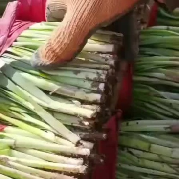 唐山乐亭，韭菜大量上市