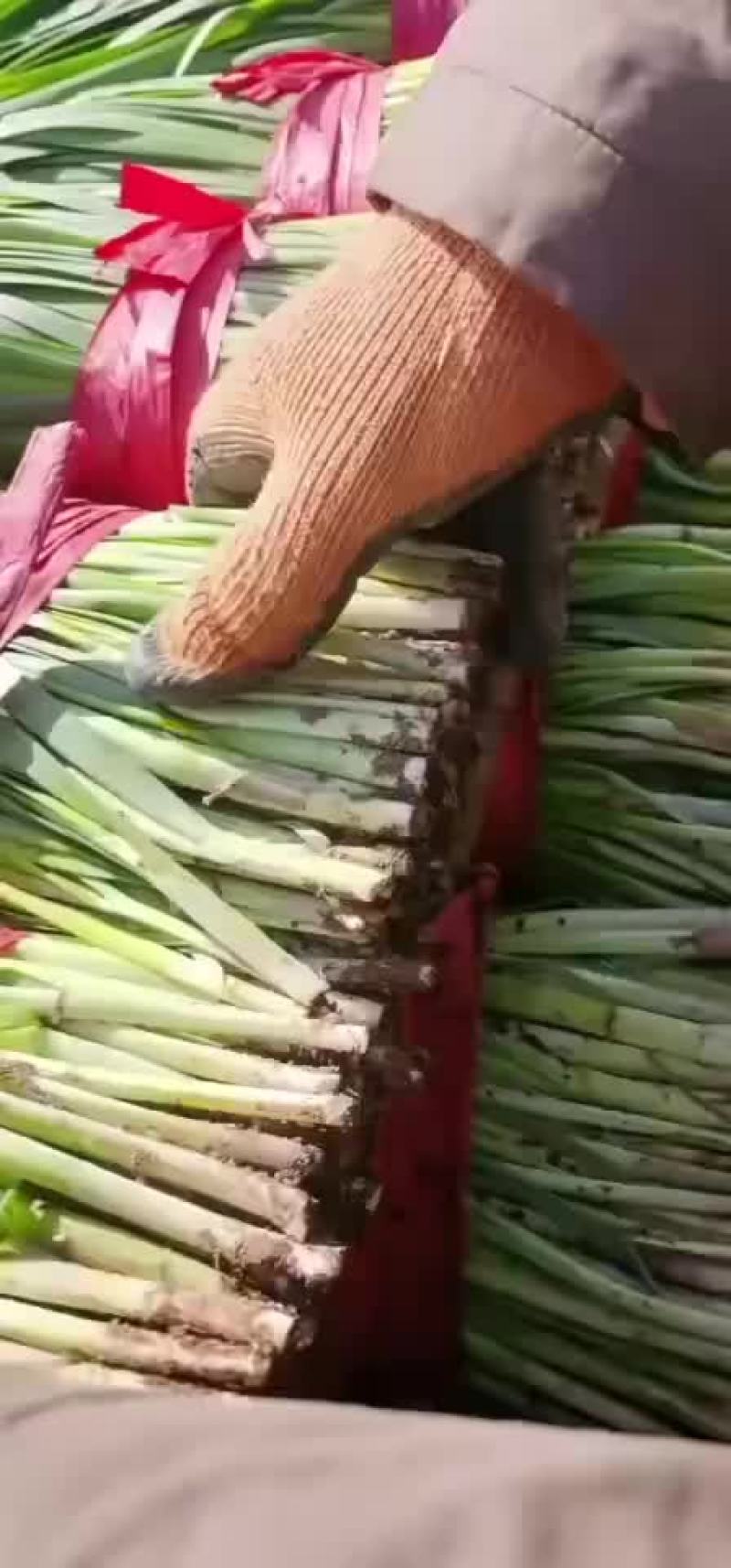 唐山乐亭，韭菜大量上市