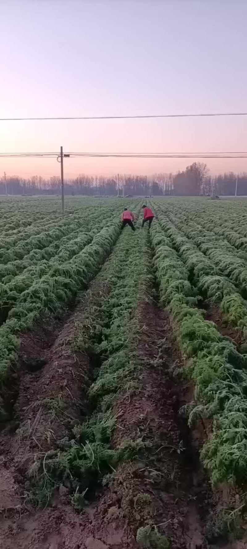 胡萝卜