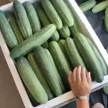 福建粉瓜