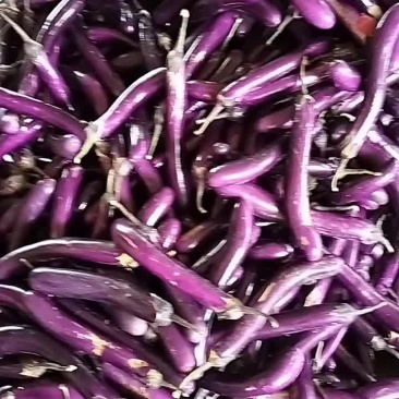 茄子