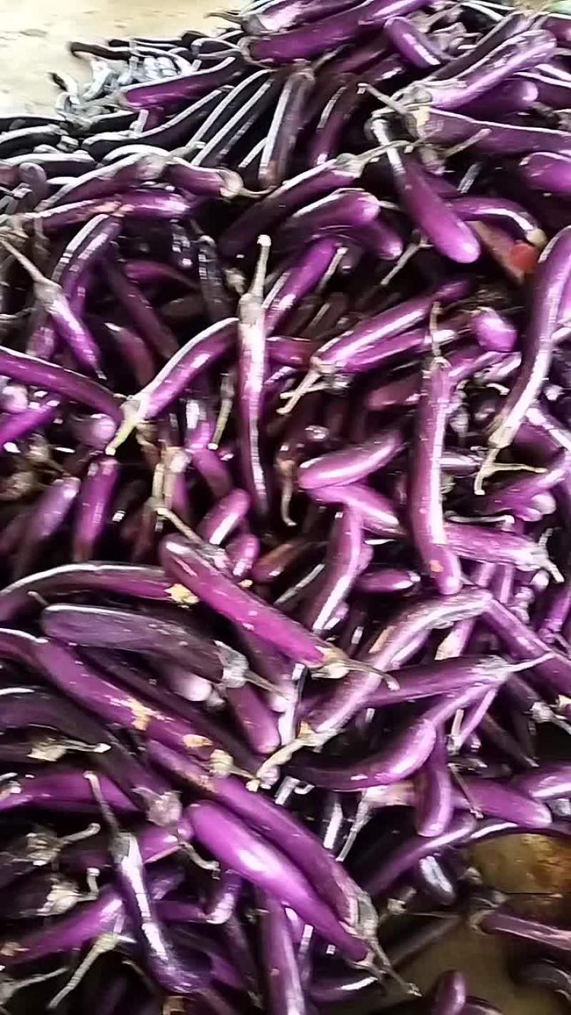 茄子