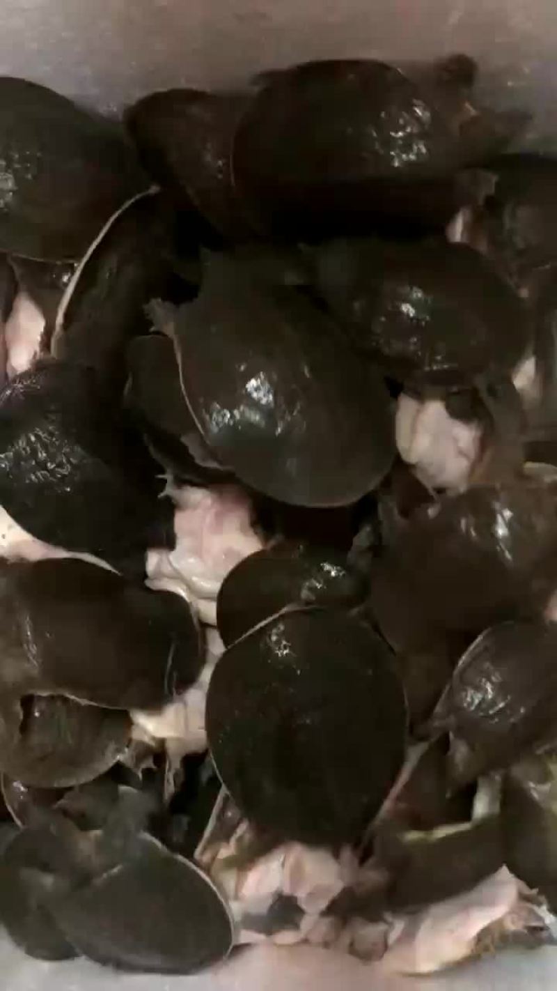 厂价直销