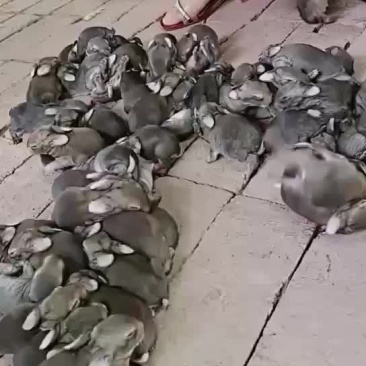 肉兔种兔