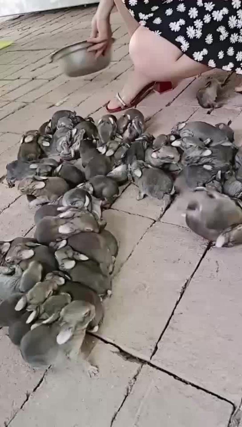 肉兔种兔