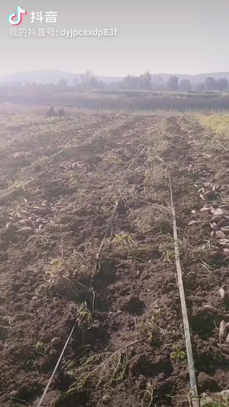 自己种岗地精品超甜红心红皮烟薯二五