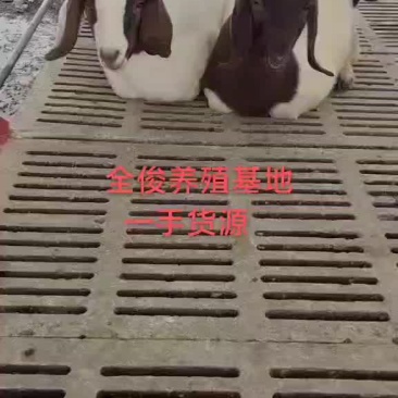 波尔山羊白山羊波尔山羊羊苗各种育种羊头胎母羊