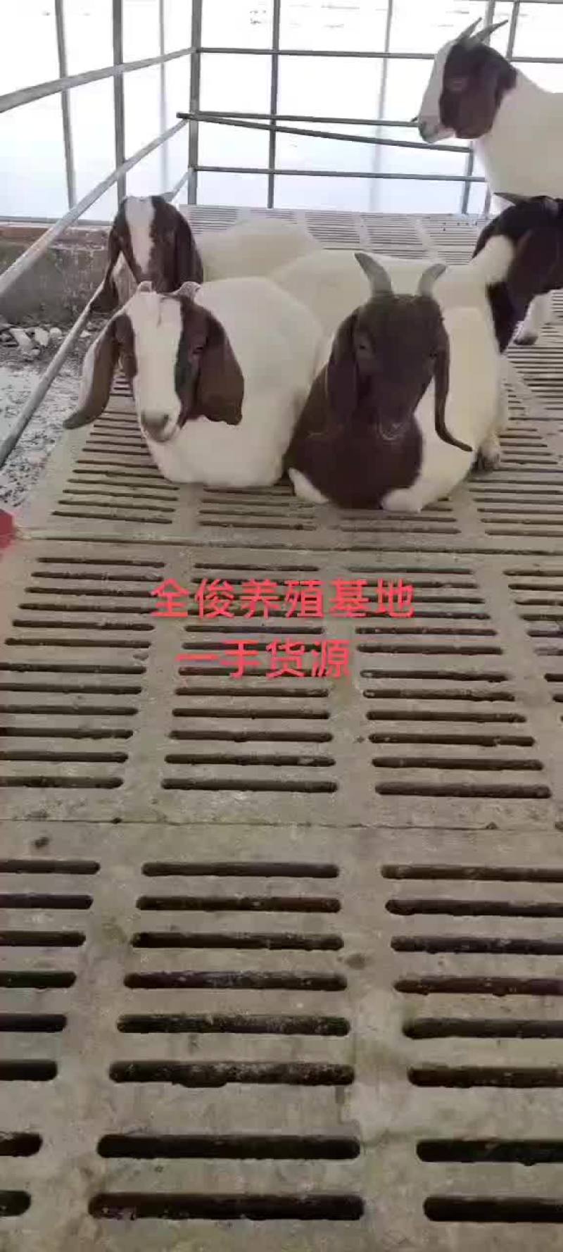 波尔山羊白山羊波尔山羊羊苗各种育种羊头胎母羊