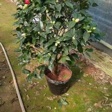 五色赤丹茶花基地直发