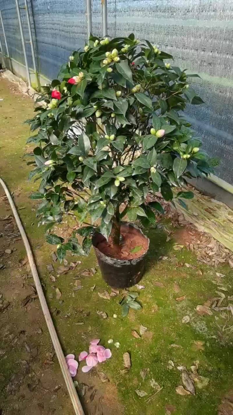 五色赤丹茶花基地直发