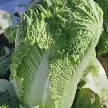 杠菜