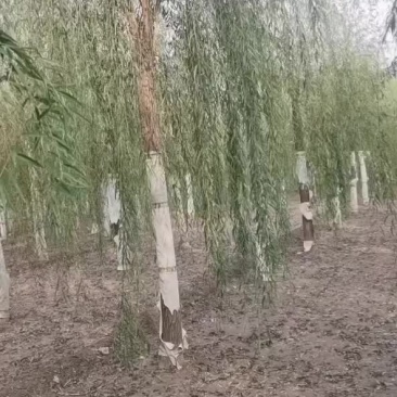 5-30精品发帽垂柳