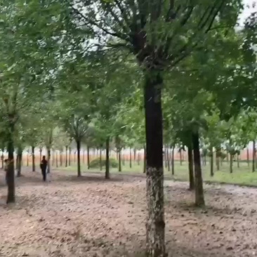 精品小叶白蜡（老式白蜡）
