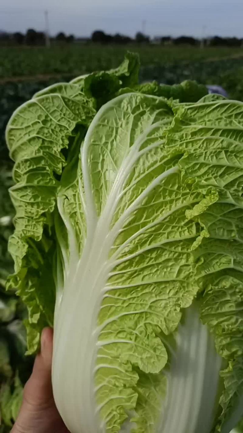 大白菜