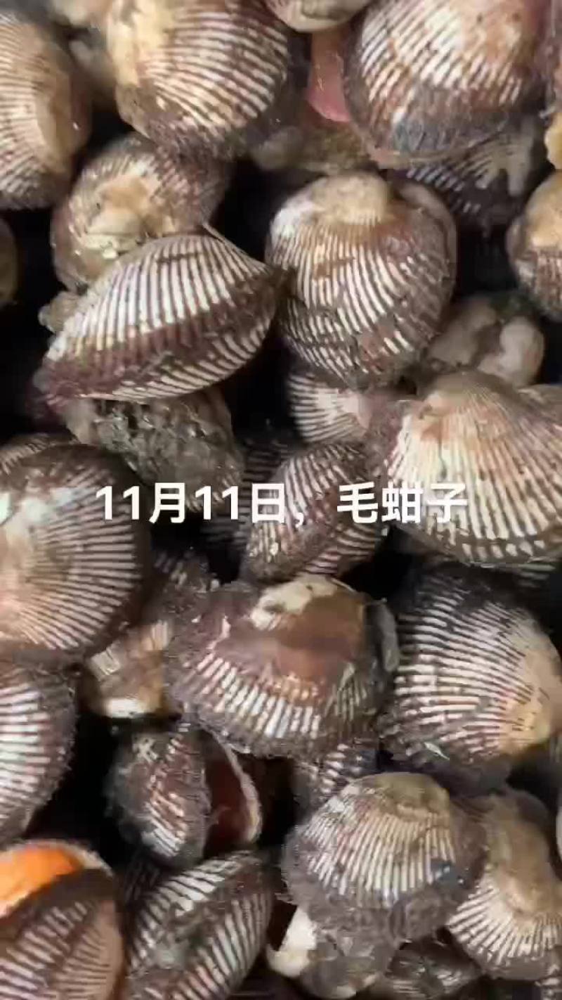 毛蚶子，赤贝