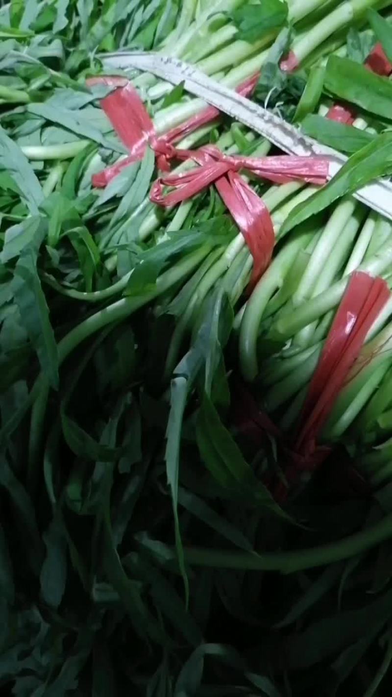 湖北白泥蒿大量上市！基地直销
