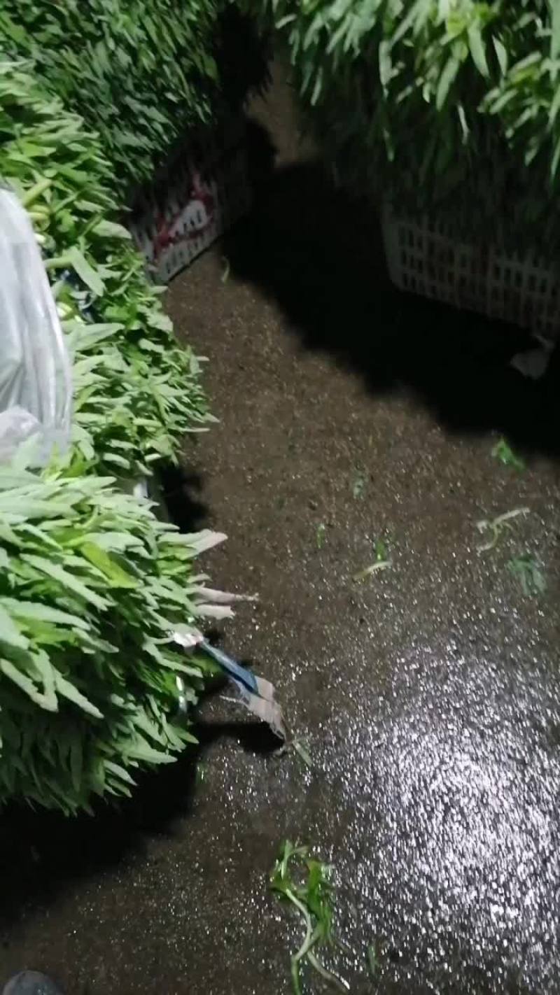 湖北白泥蒿大量上市！基地直销