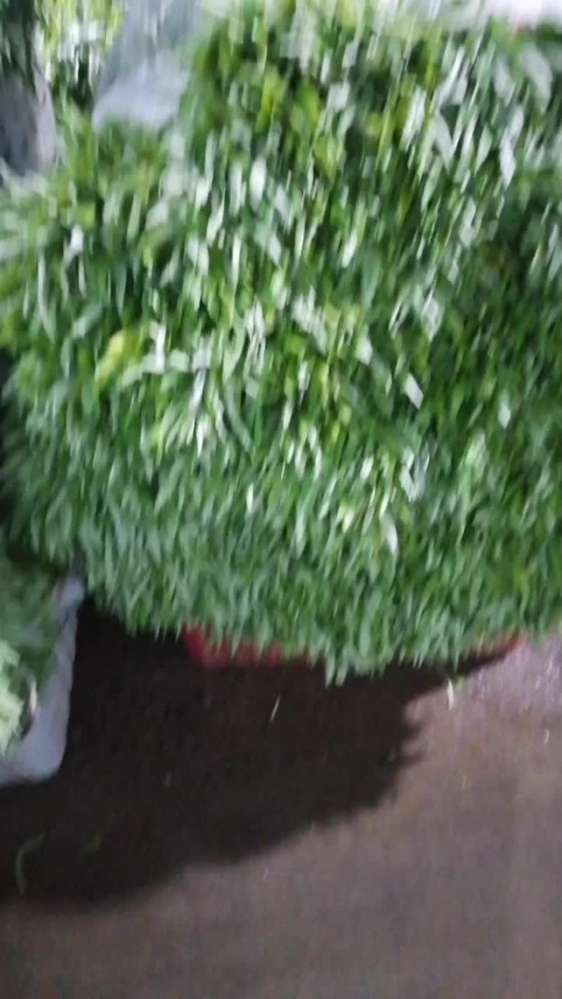 湖北白泥蒿大量上市！基地直销