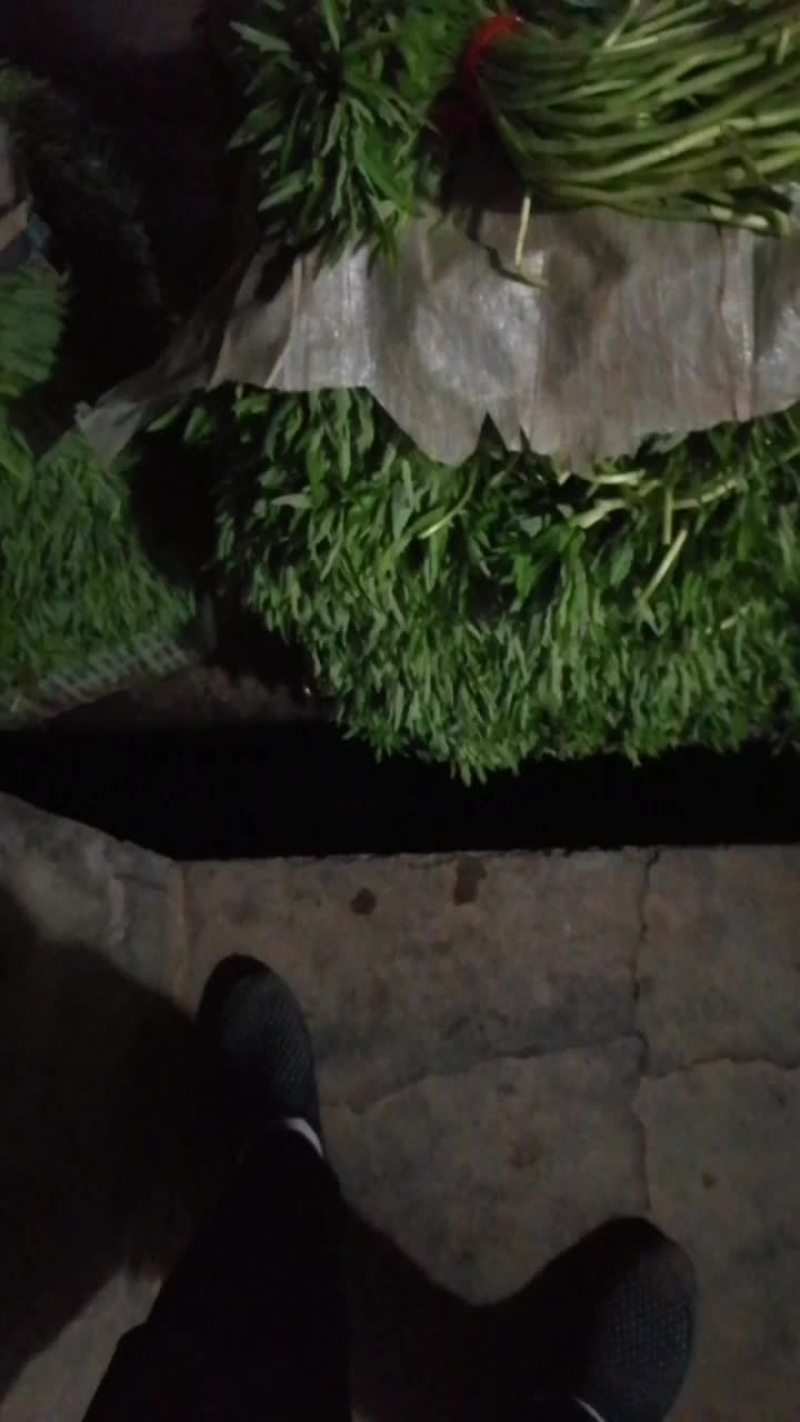 湖北白泥蒿大量上市！基地直销
