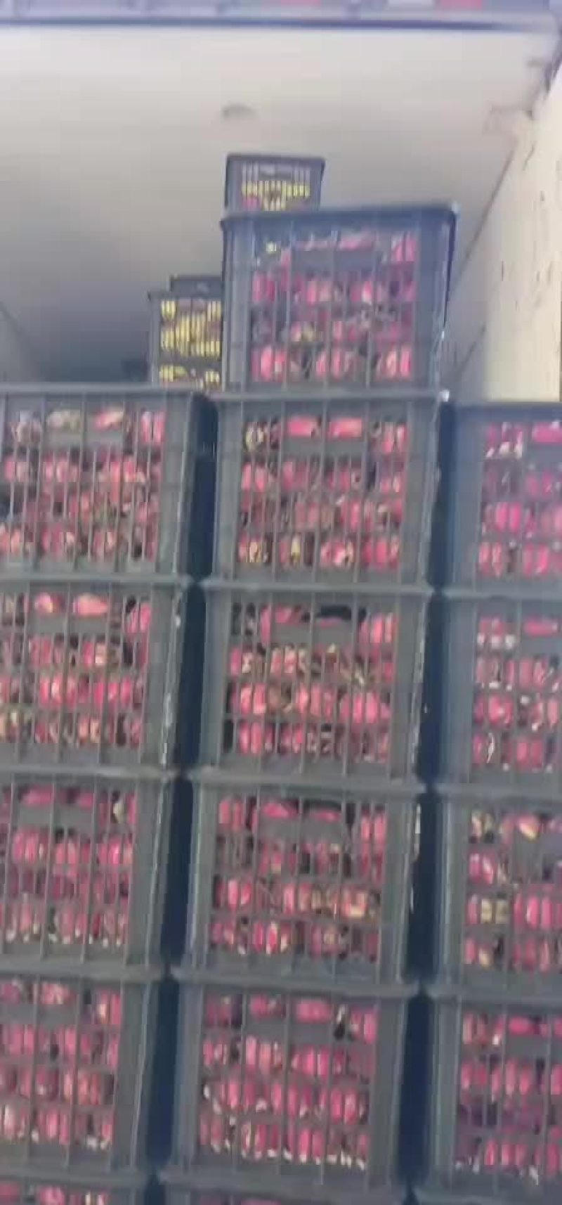 火龙果
