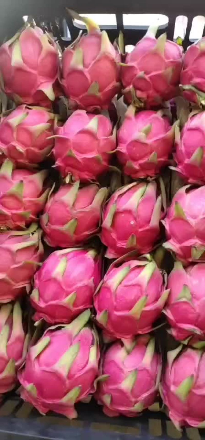 火龙果