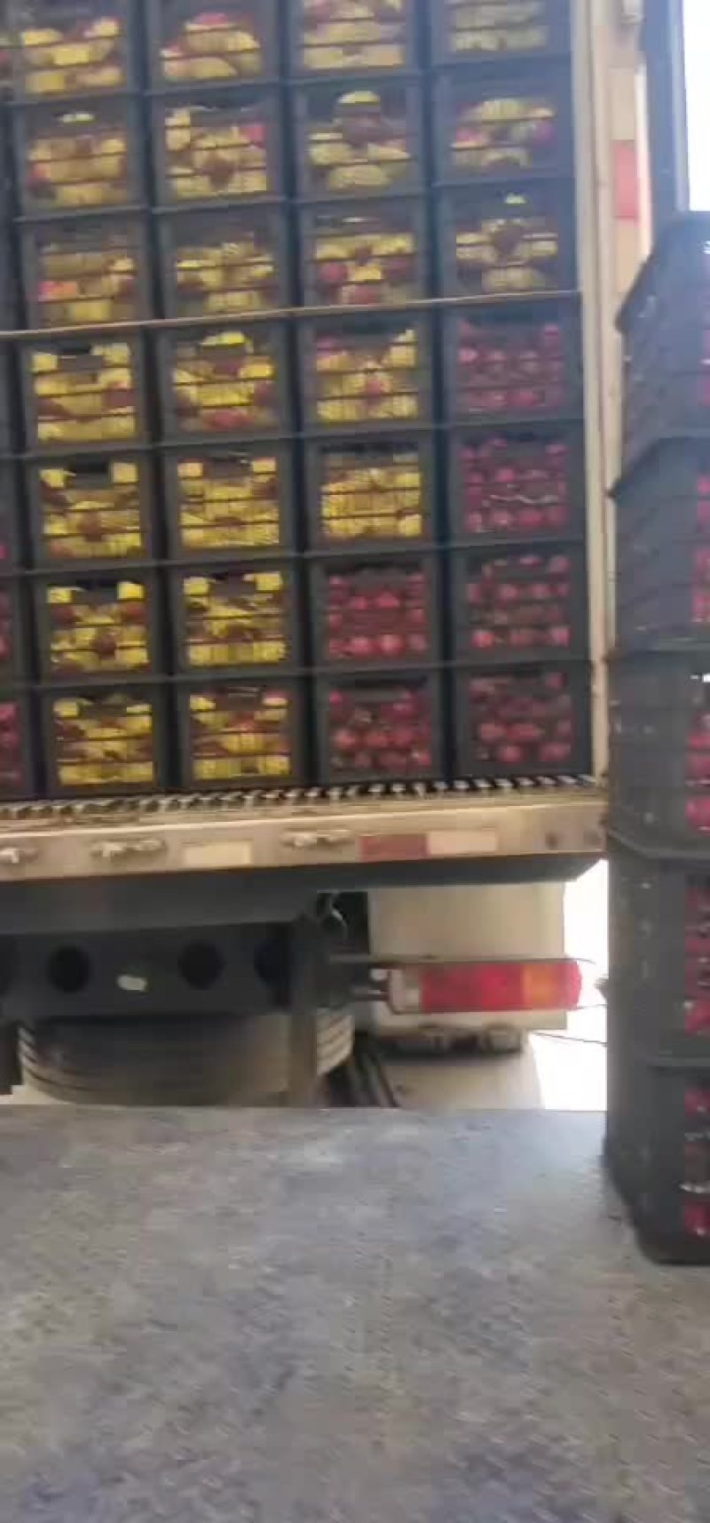 火龙果