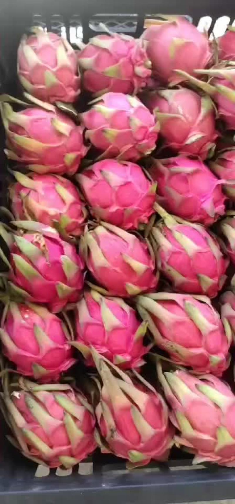 火龙果