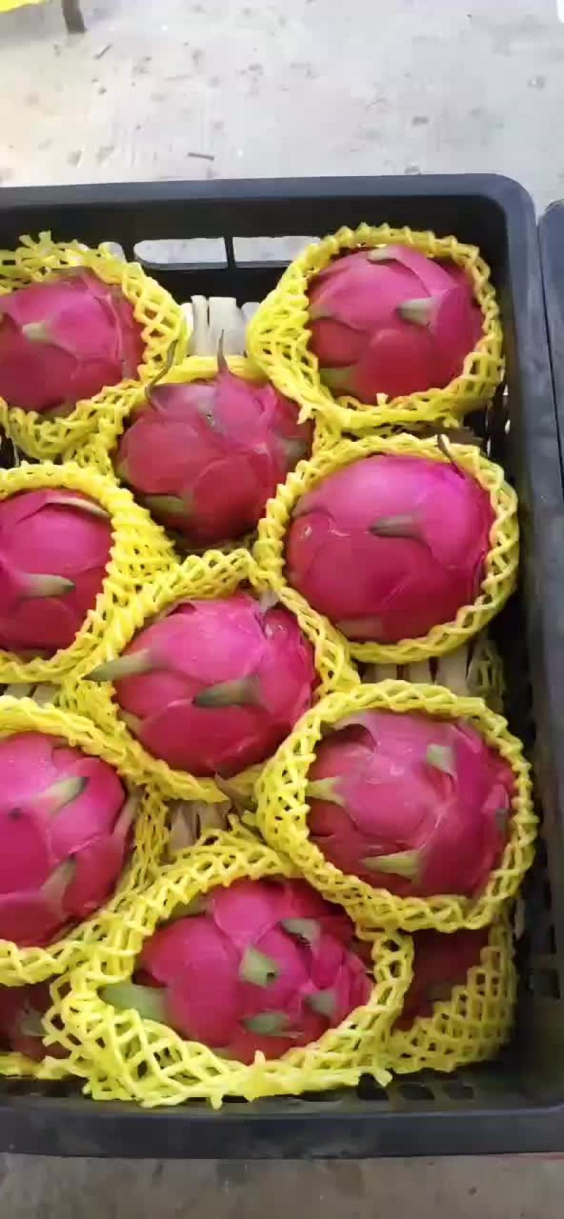 火龙果