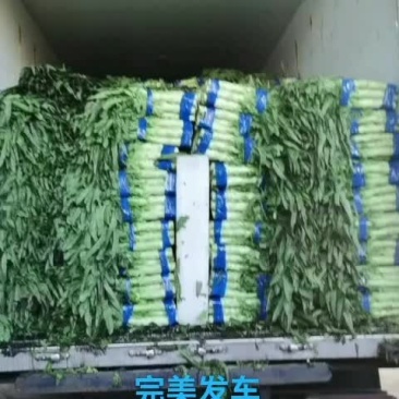 生菜