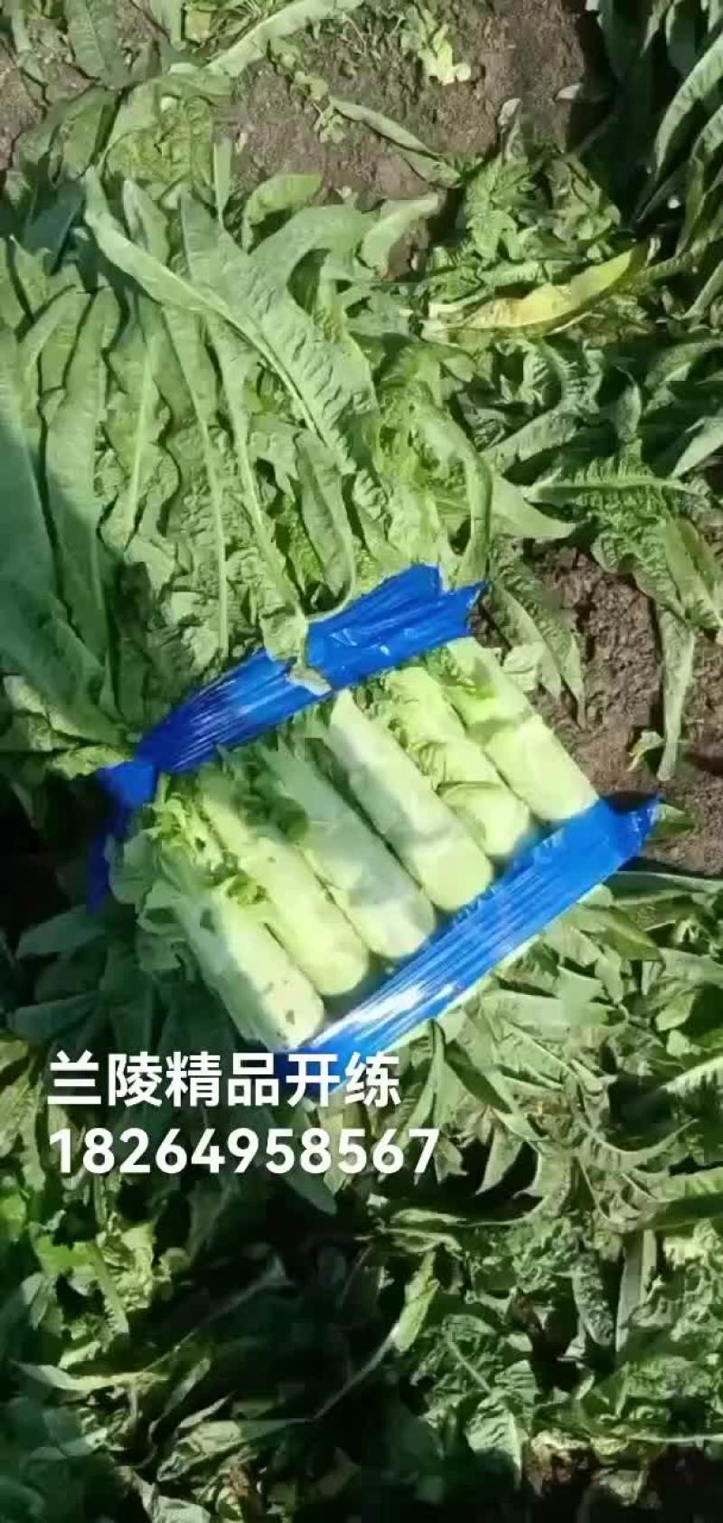 生菜