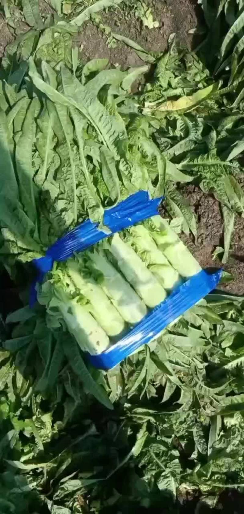 生菜