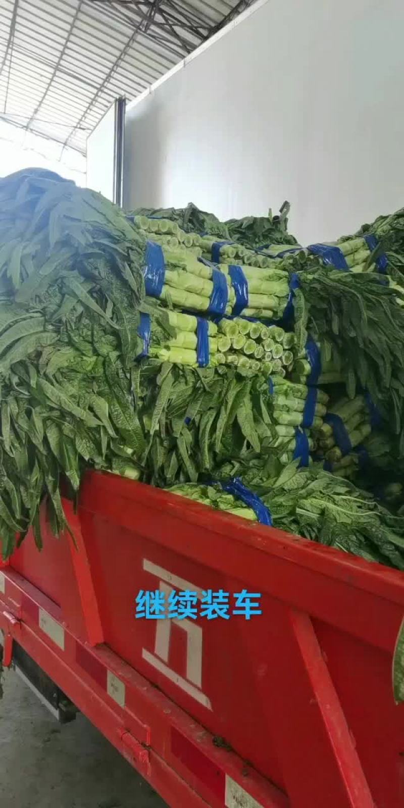 生菜