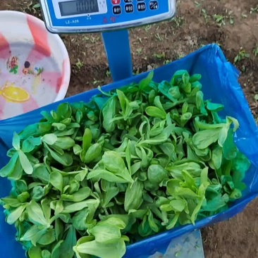 精品茼蒿产地直销