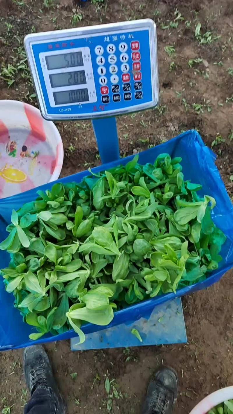 精品茼蒿产地直销