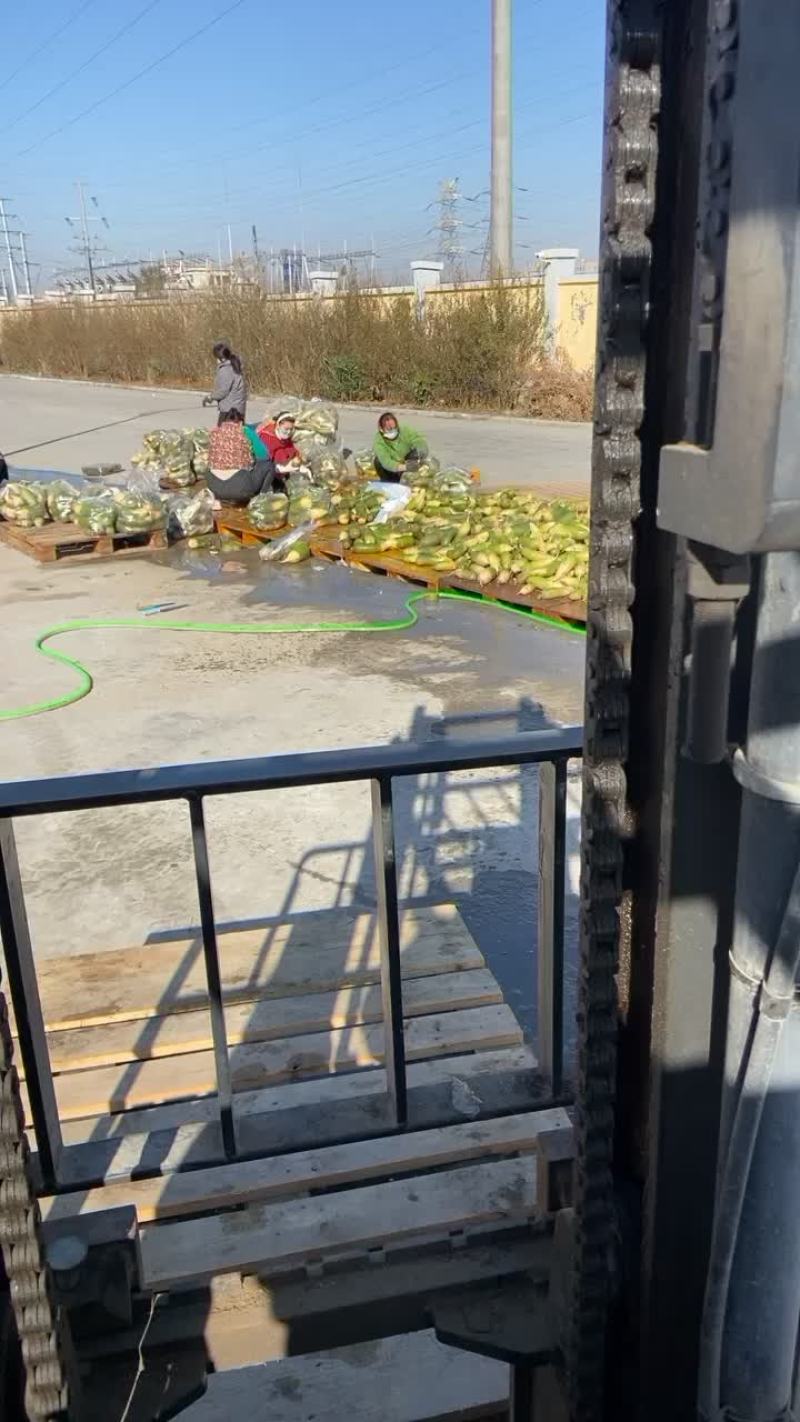 精品萝卜
