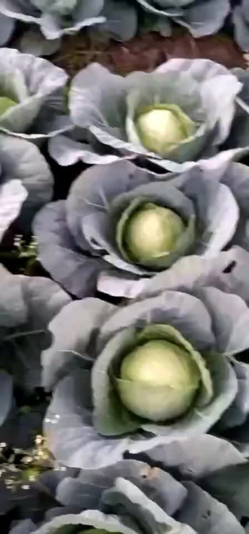 铁头白菜