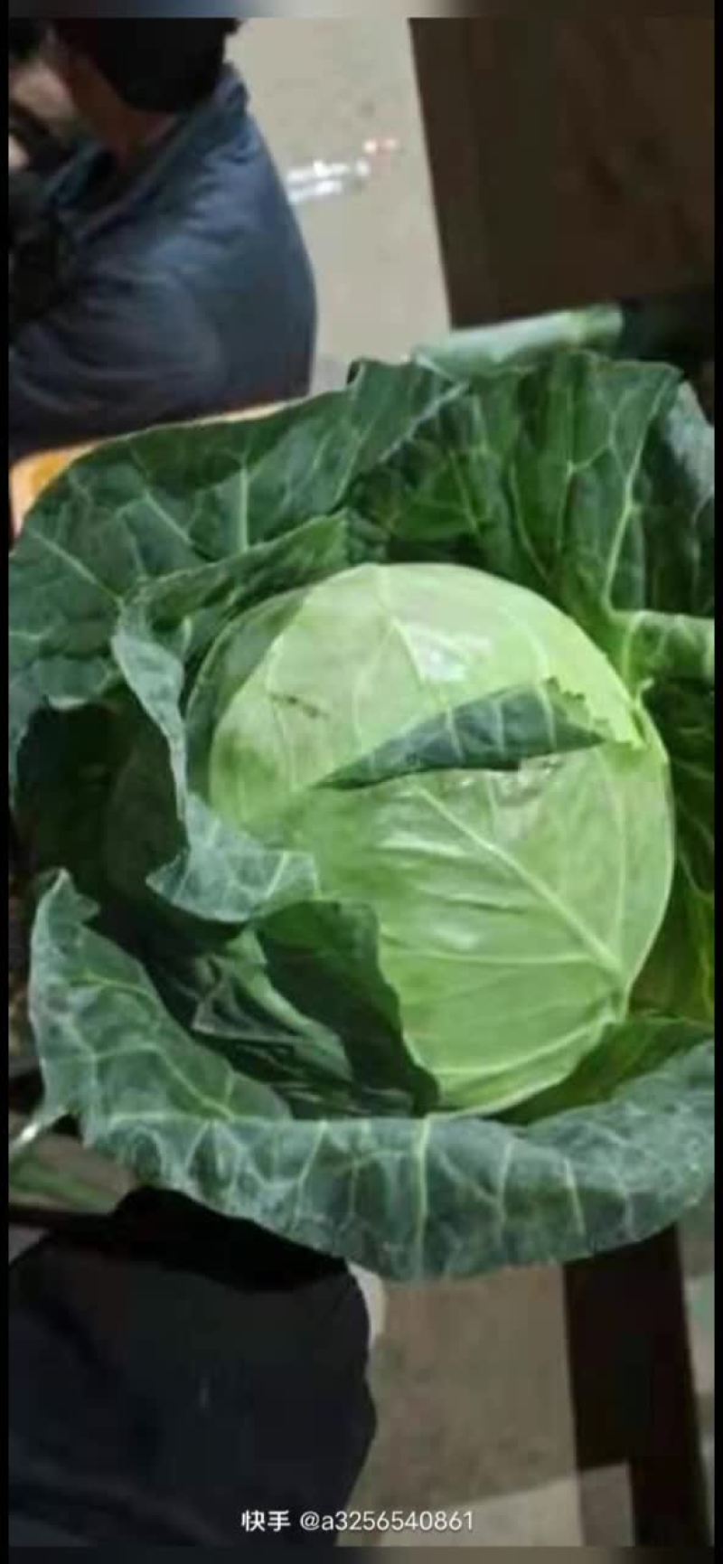 铁头白菜