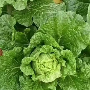 铁头白菜