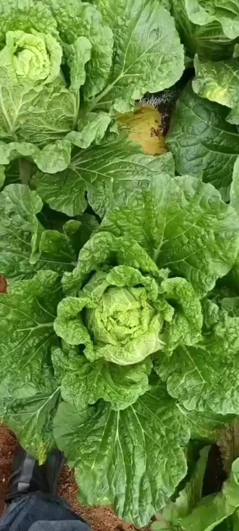 铁头白菜