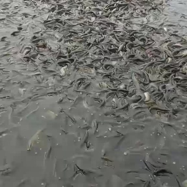 长期供应云贵川渝及周边的鱼塘水库垂钓，放养，品种规格齐全
