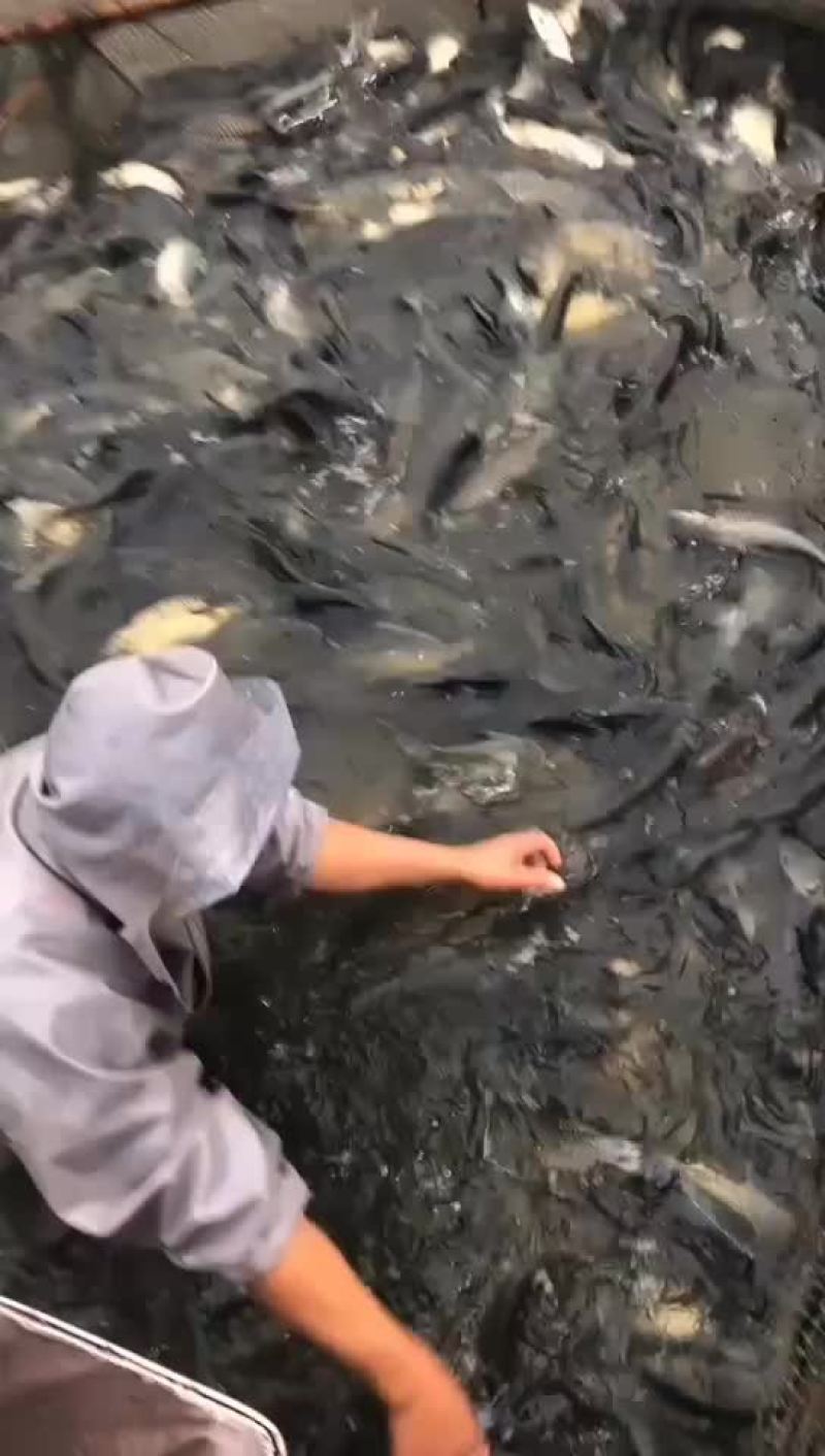 长期供应云贵川渝及周边的鱼塘水库垂钓，放养，品种规格齐全